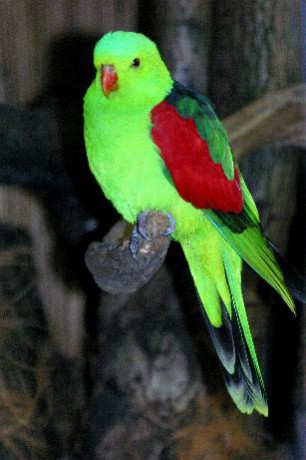 papousek-cervenokridly